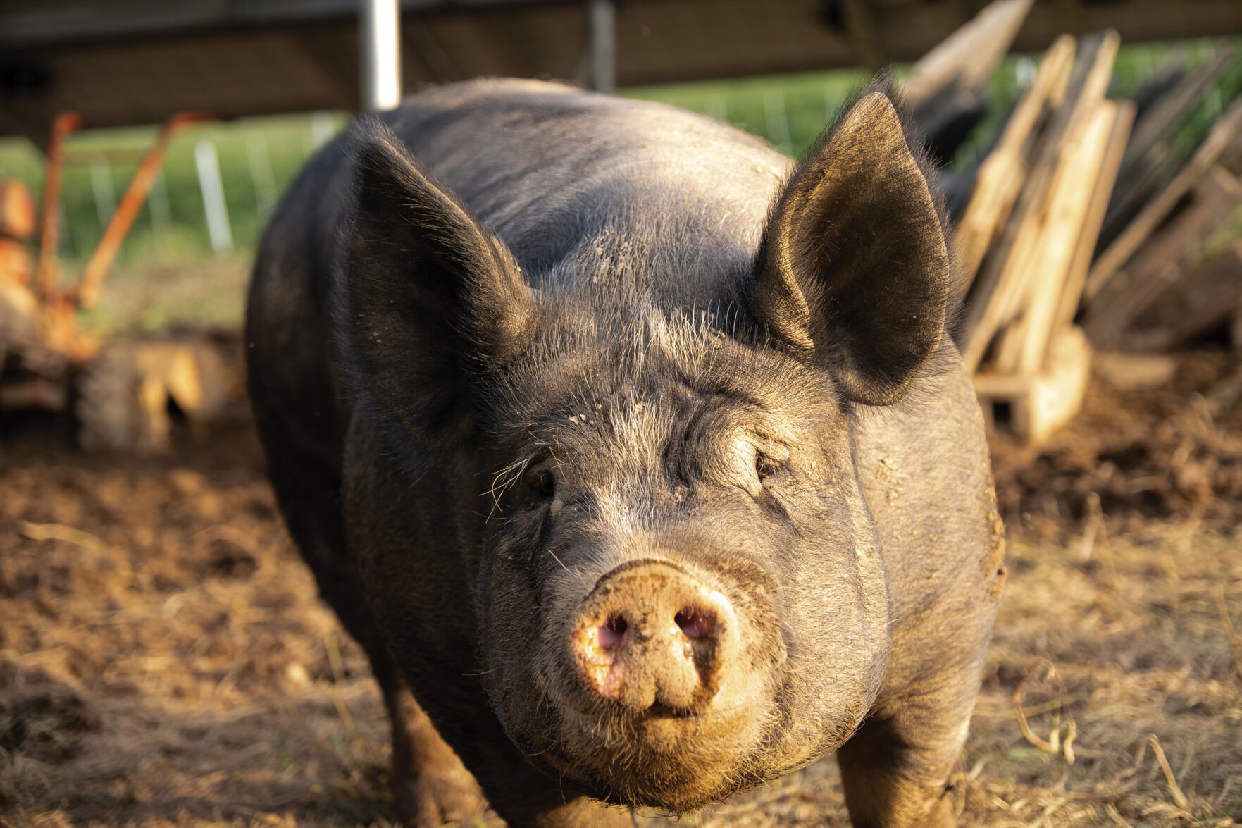 RiseandSwineFarm_StephenGabris20.jpg